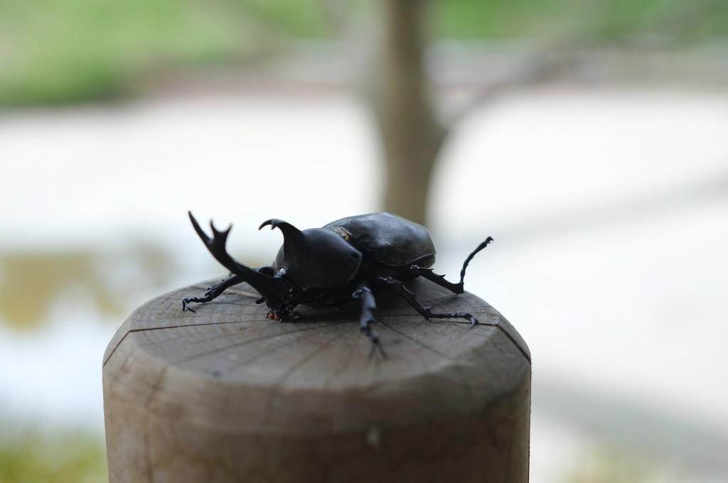 カブトムシ