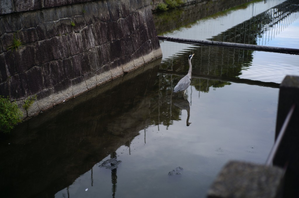 SDIM1572